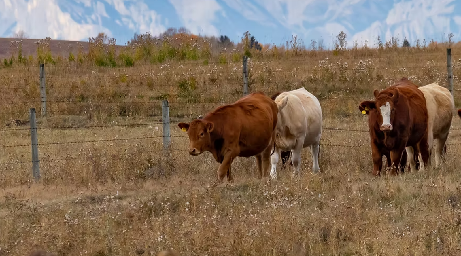 Alberta cattle with mountains in background