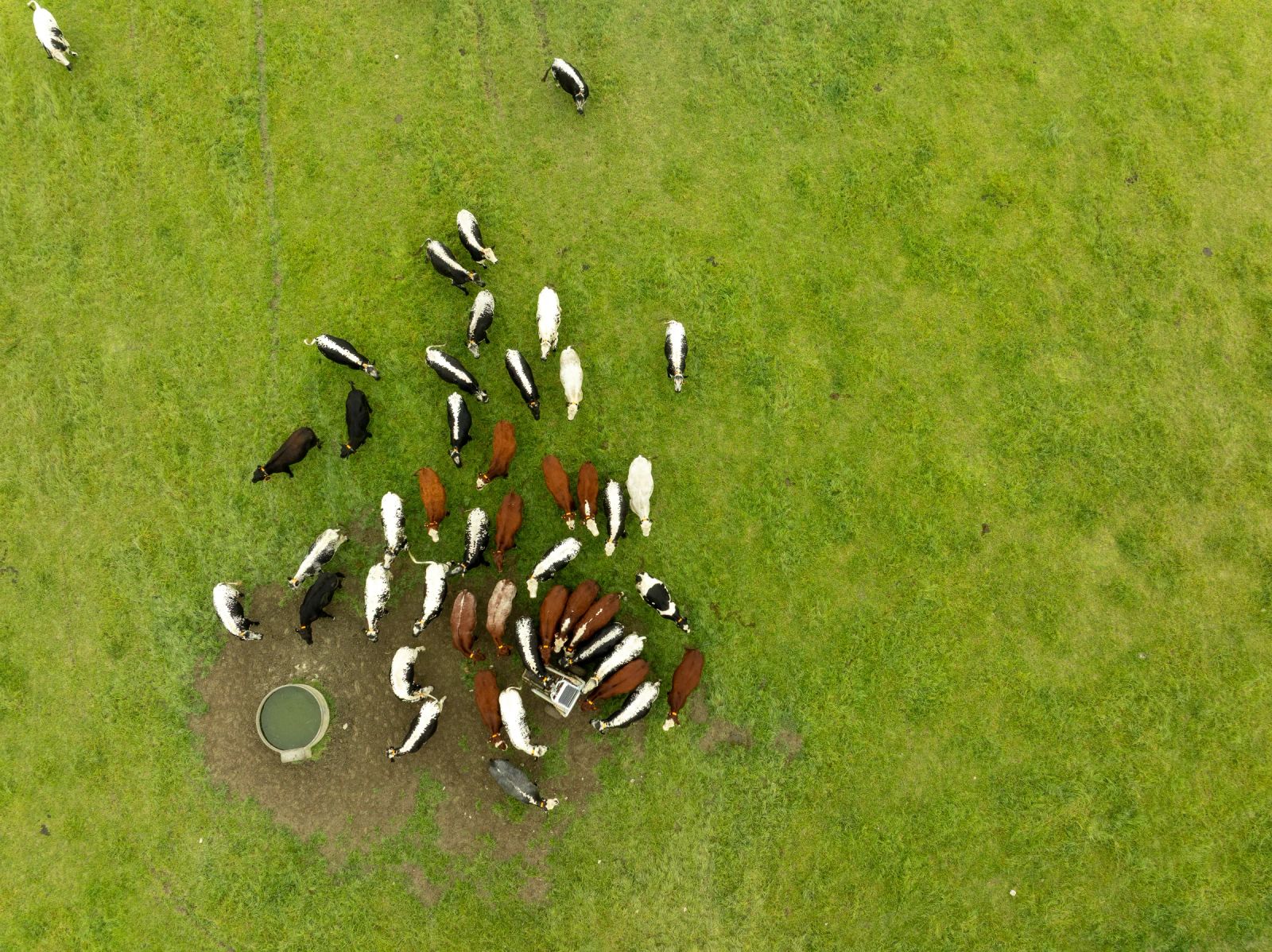 Cattle at the StrongBó Auto Weigher arial
