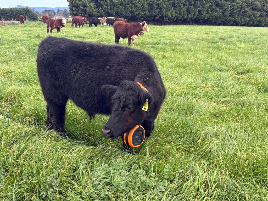 A herd of Angus cattle wearing orange eShepherd virtual fencing neckbands in green pasture