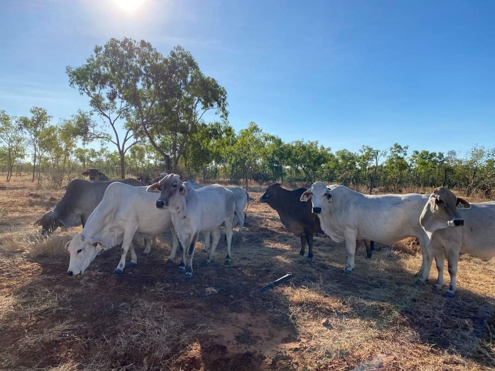 NT Brahmans