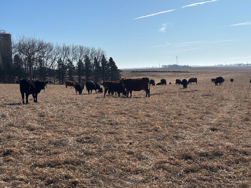 Beef cattle grazing on open rangeland in the United States