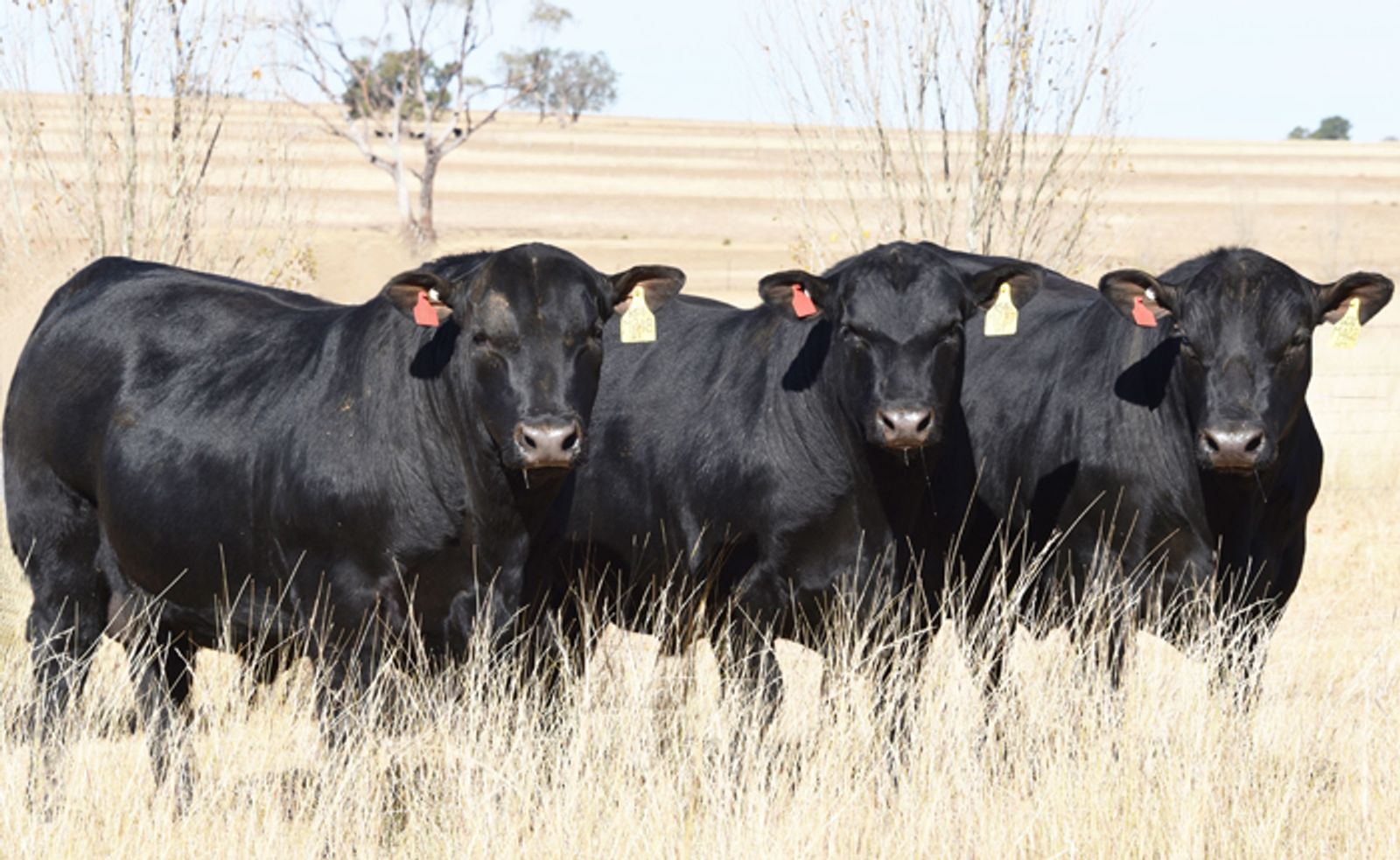 Texus Angus Bulls
