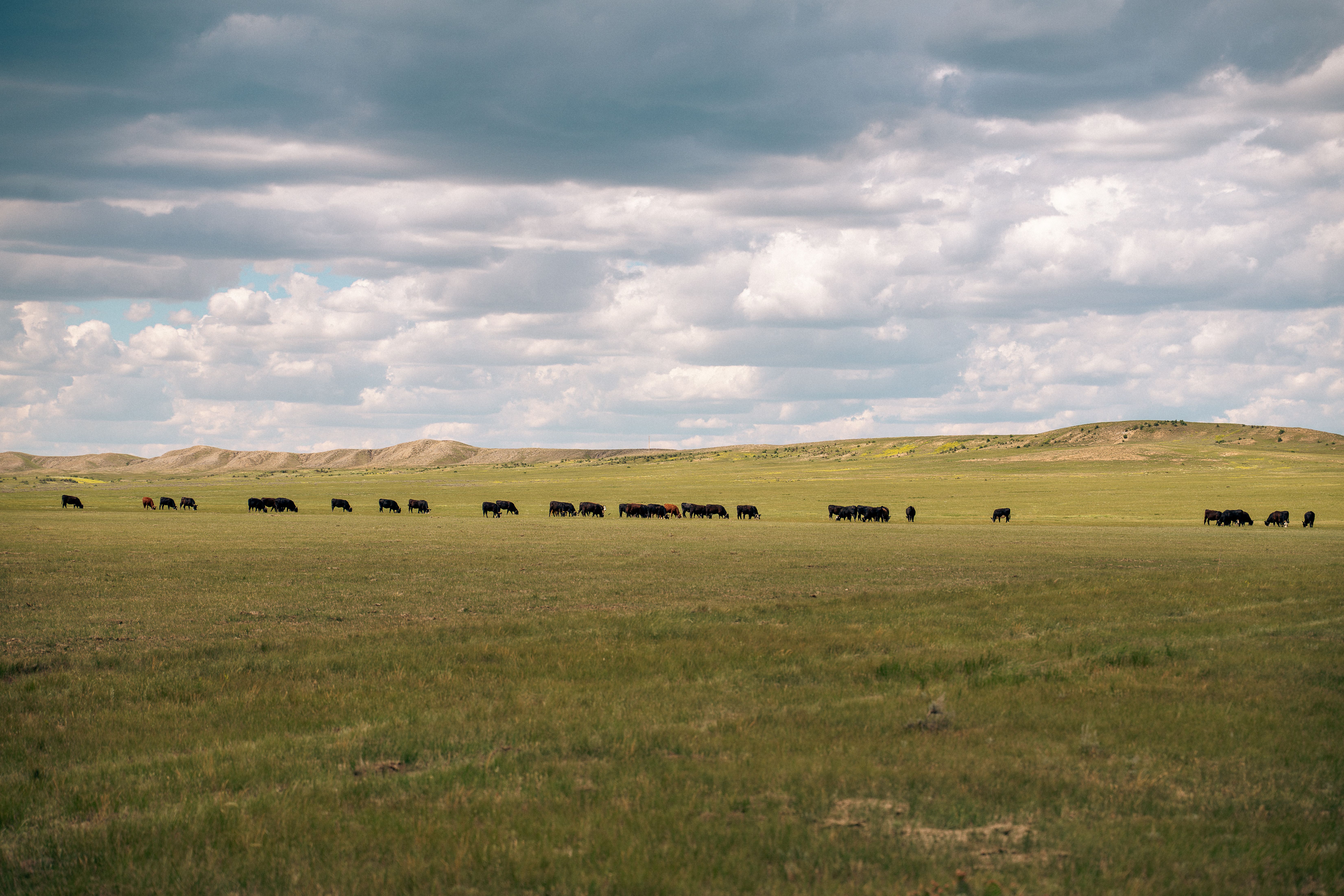 Cattle roaming a vast area with eShepherd neckbands on under blue sky with clouds