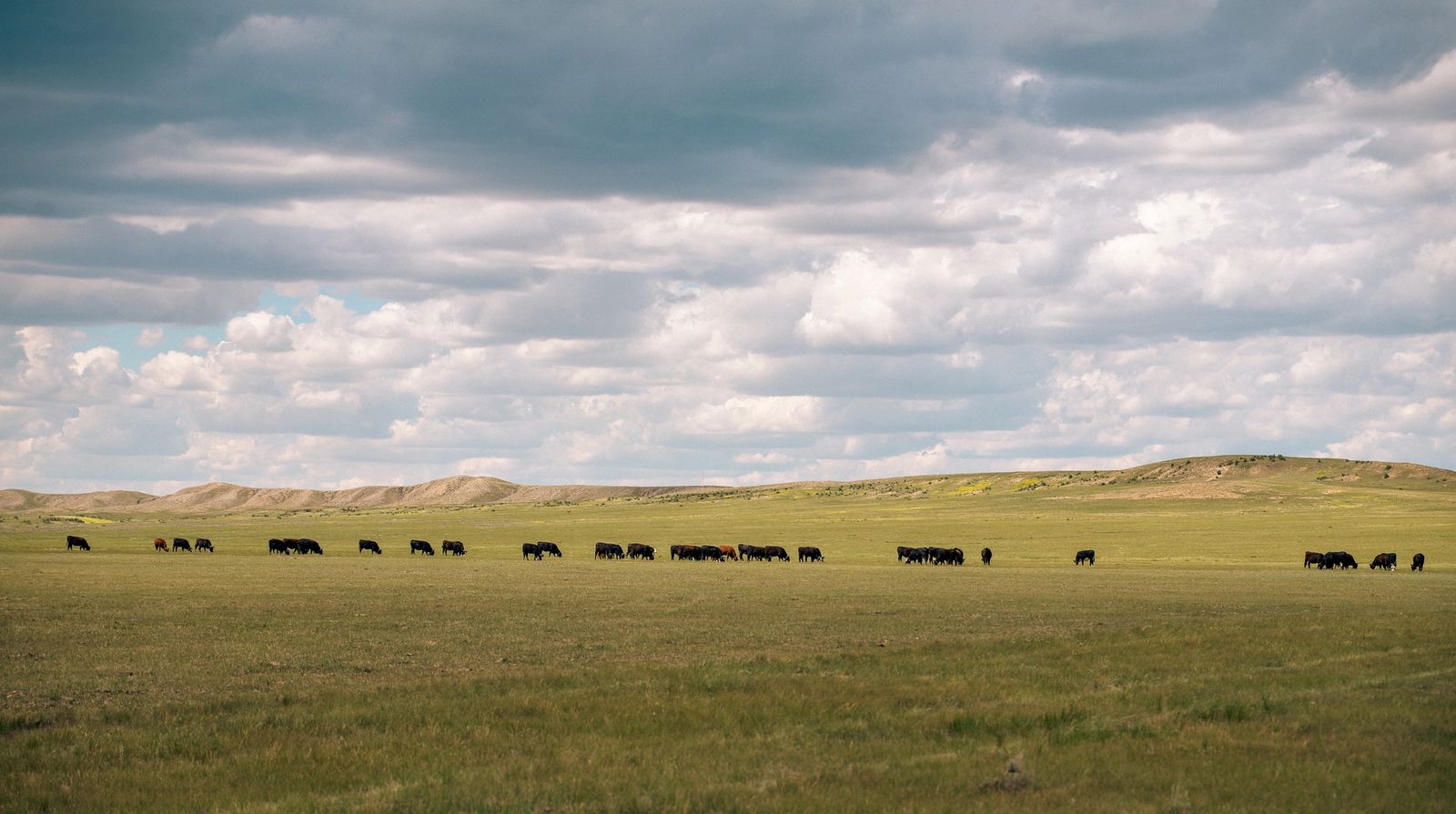 Cattle roaming a vast area with eShepherd neckbands on under blue sky with clouds