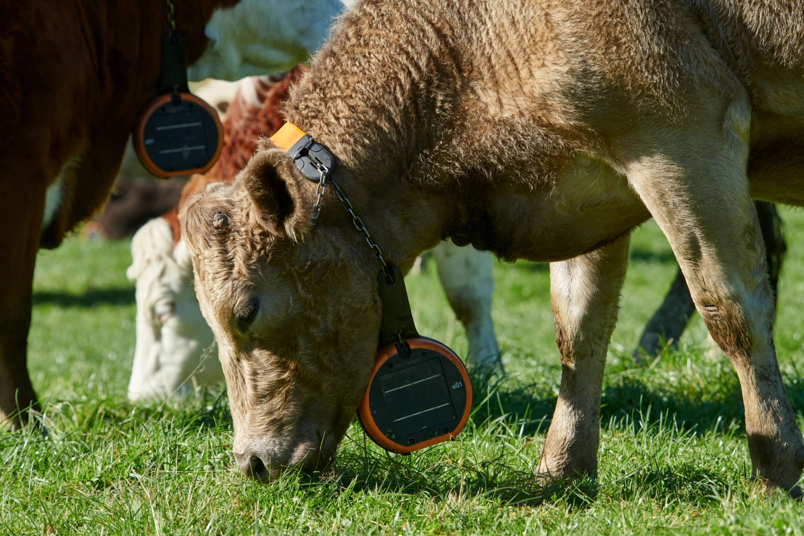 Beef Grazing eShepherd