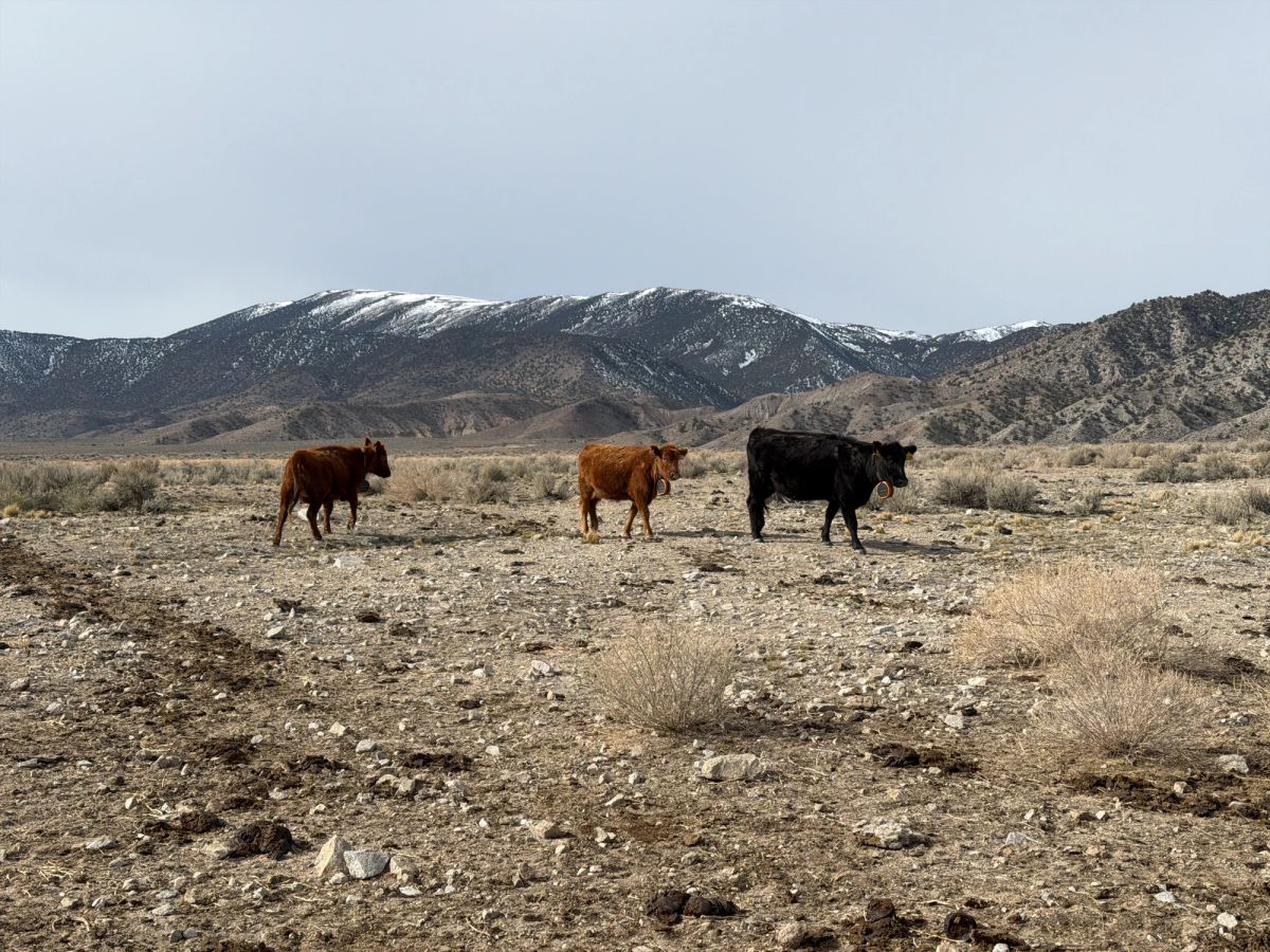 three cows walk across landscape with snow-capped mountains in background.