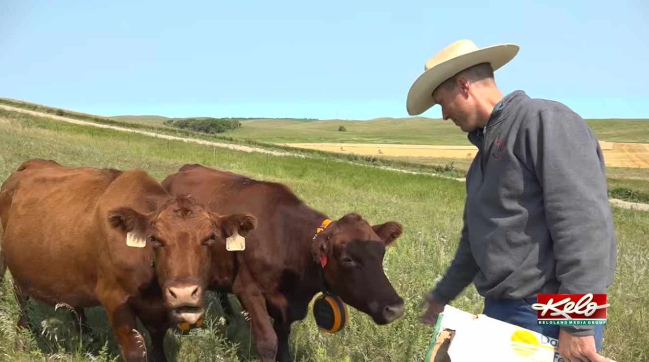 Lee Wasland hand feeding a cow in green field