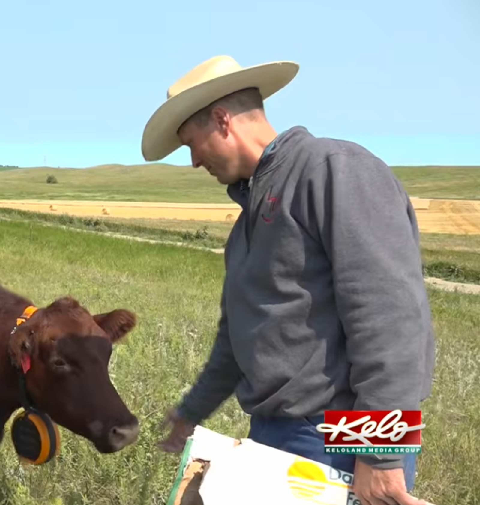 Lee Wasland hand feeding a cow in green field
