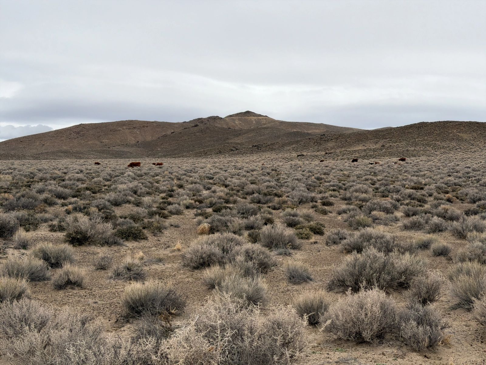 cattle dispersed across open rangeland