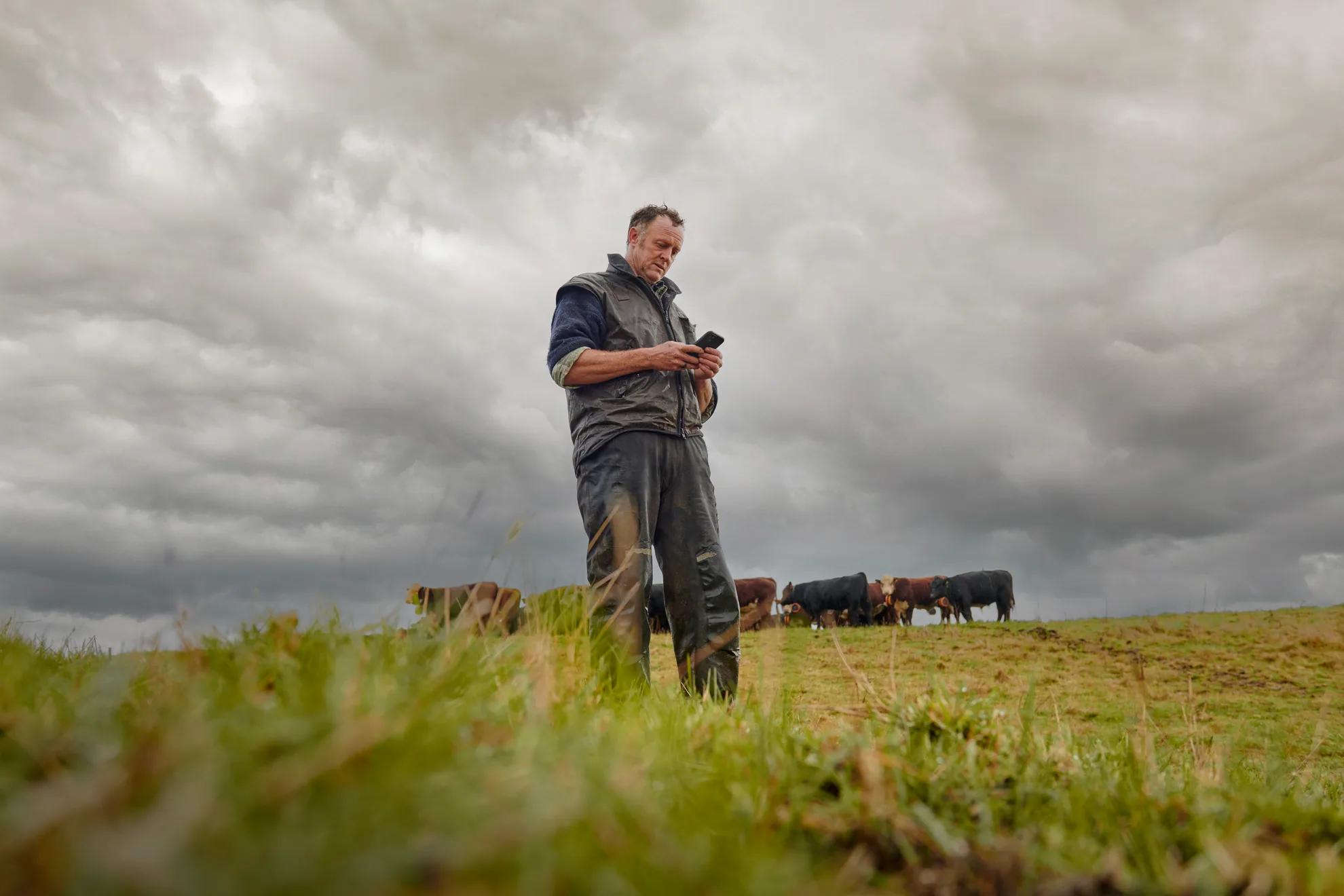 A farmer stands in a hill paddock checking his phone, with cattle grazing behind him under a cloudy sky