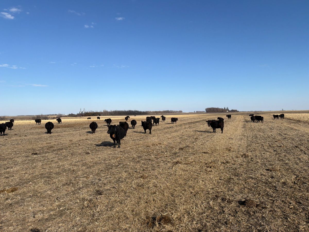 Cows in crop field wearing eShepherd