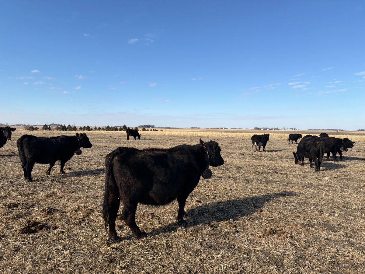 Cows virtual fenced in crop field