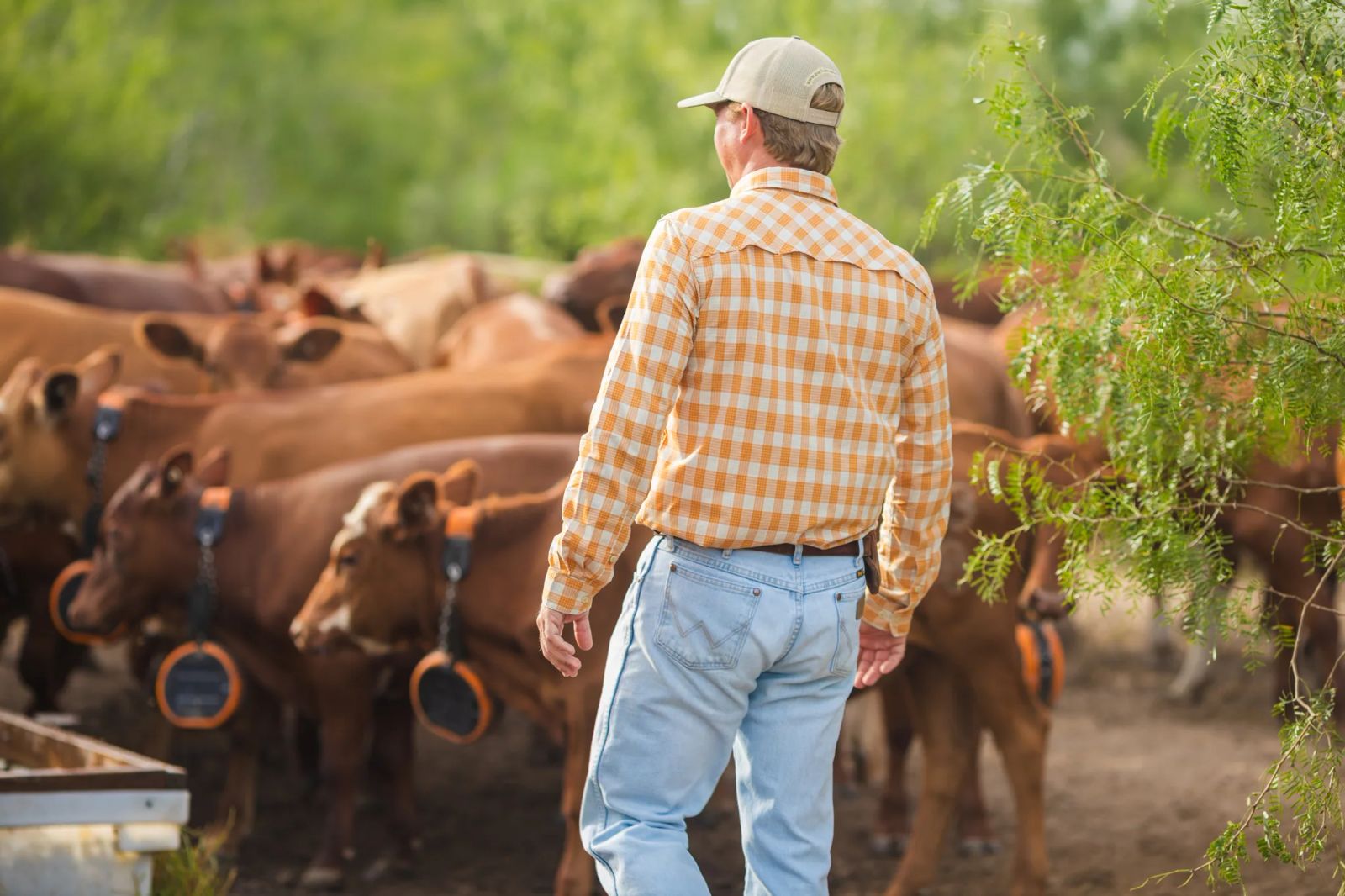 Vannie Collins among Las Islas Ranch cattle across Texas brush country.