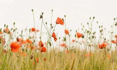 Poppy flowers blooming in a wheat field on a calm summer day under a soft sky