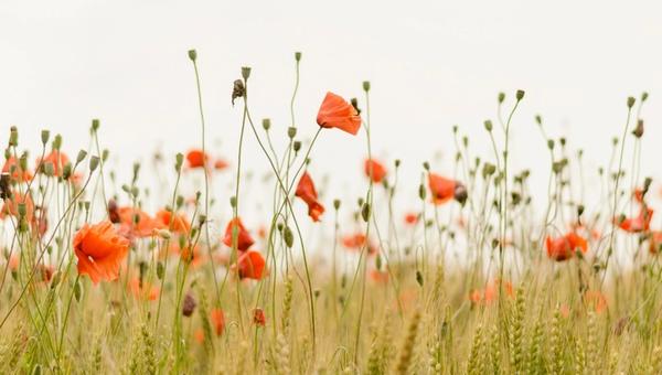 Poppy flowers blooming in a wheat field on a calm summer day under a soft sky