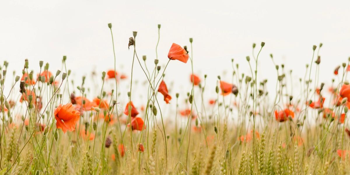 Poppy flowers blooming in a wheat field on a calm summer day under a soft sky