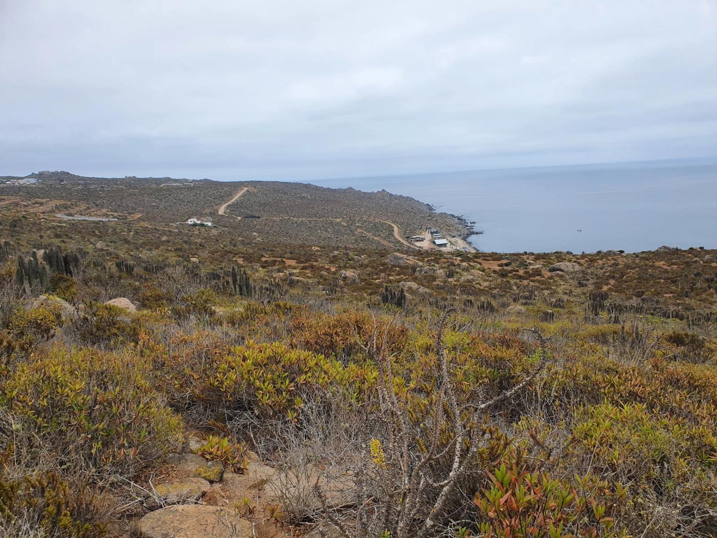 Vegetación densa en primer plano, caleta y mar al fondo