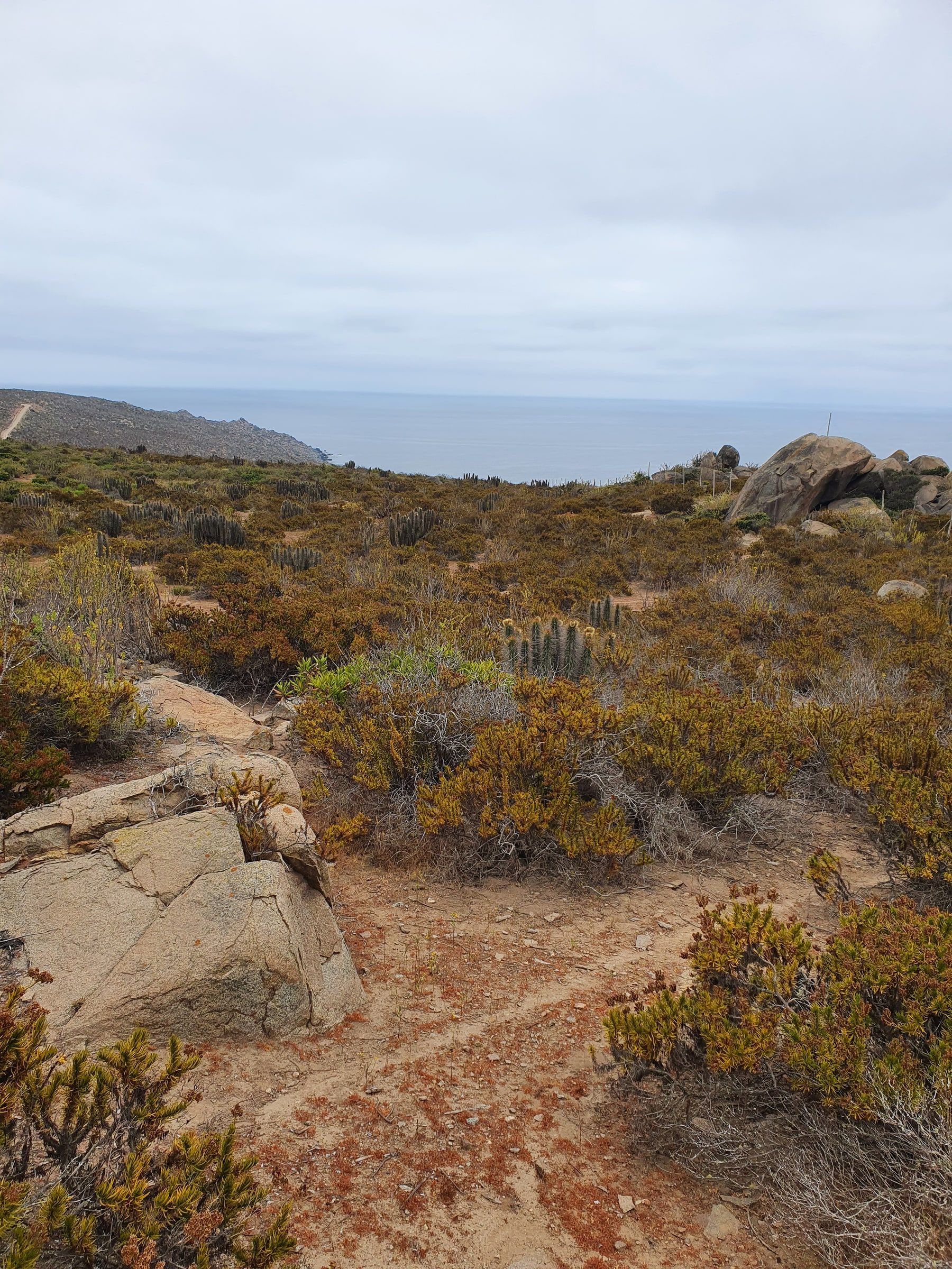 Ladera con cactus, arbustos bajos y afloramientos de roca