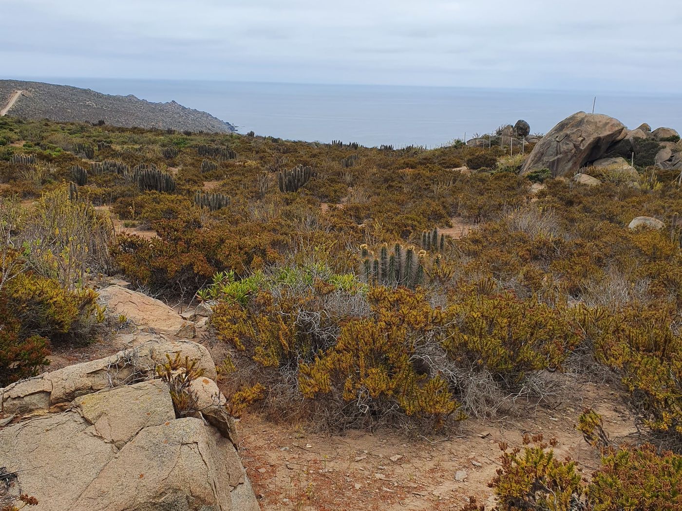 Ladera con cactus, arbustos bajos y afloramientos de roca