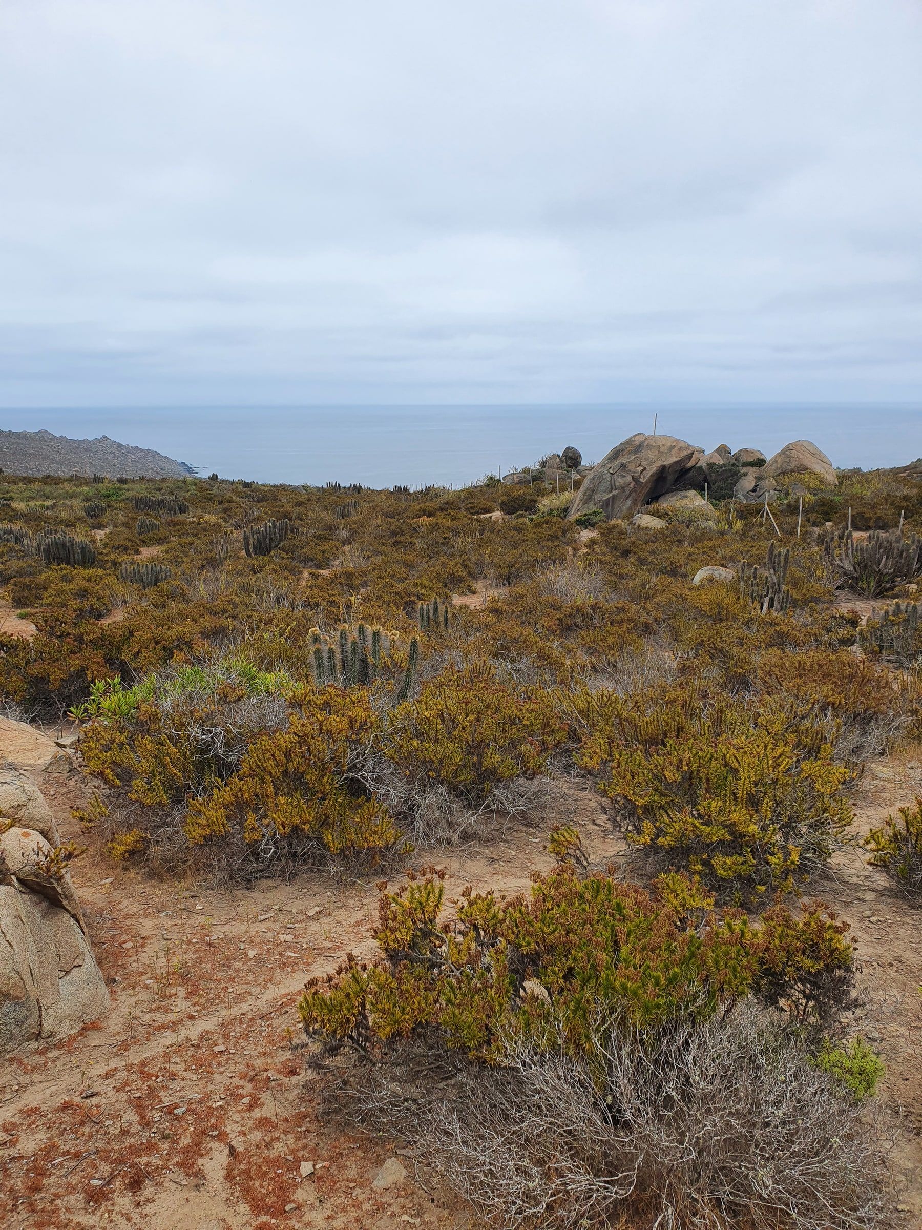 Cactus columnares y matorral costero con horizonte de mar