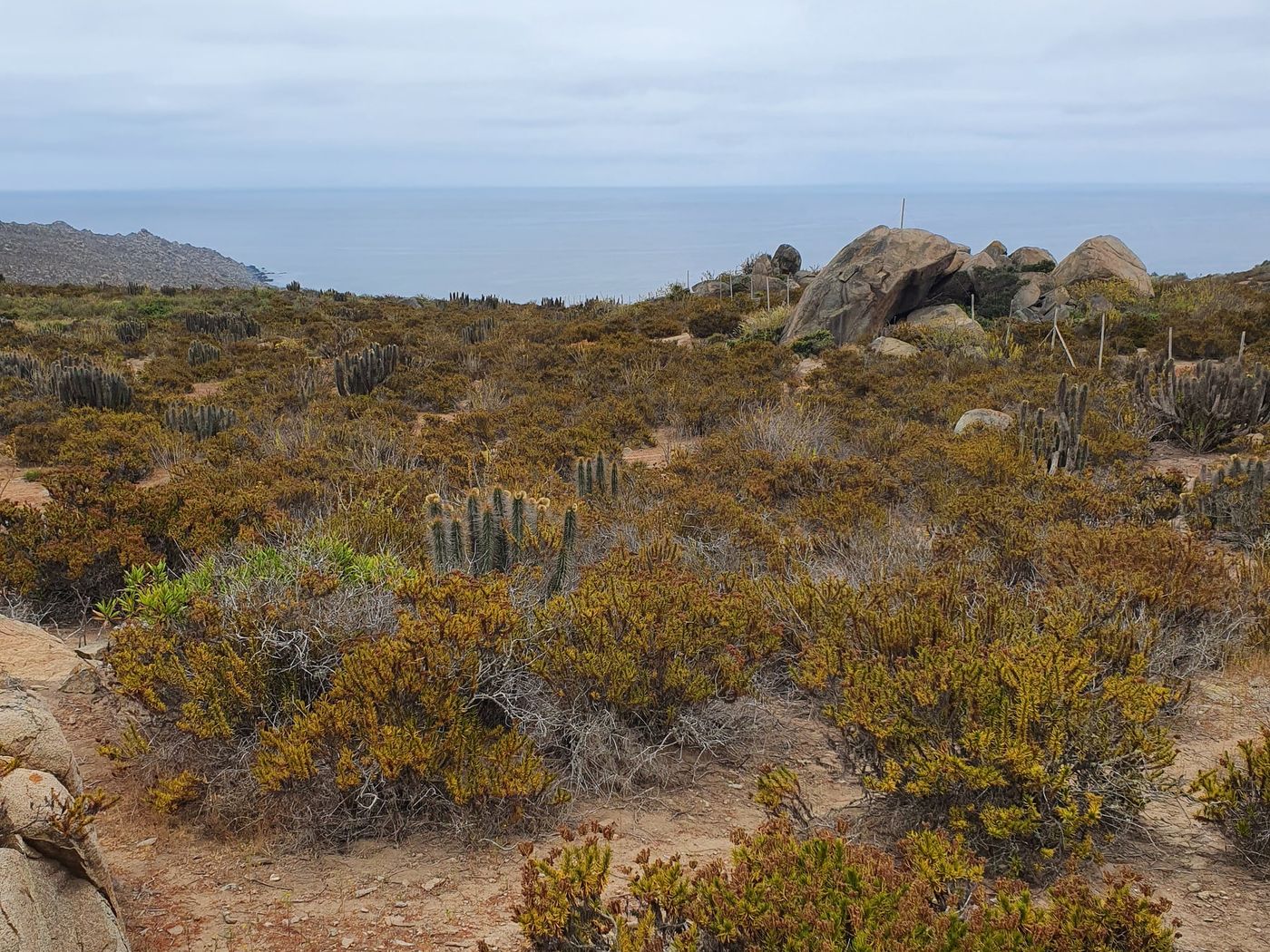 Cactus columnares y matorral costero con horizonte de mar