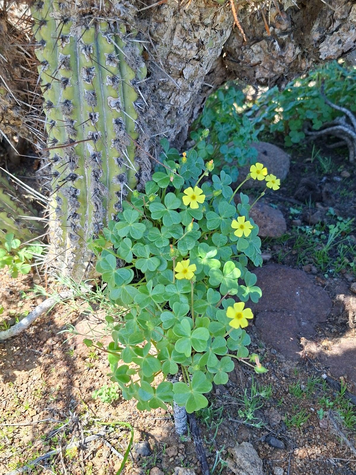 Planta silvestre con flores amarillas al pie de vegetación nativa en la parcela.