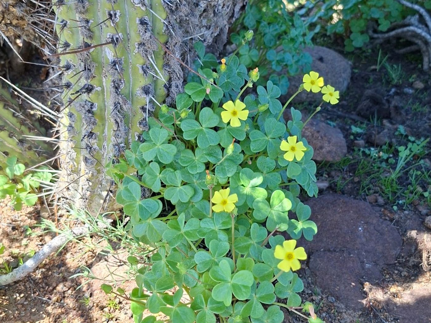 Planta silvestre con flores amarillas al pie de vegetación nativa en la parcela.