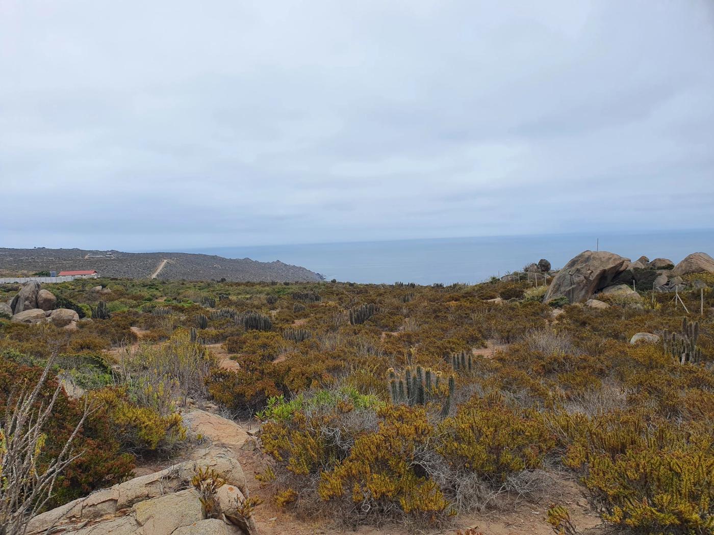 Paño amplio de matorral y cactus hacia el litoral
