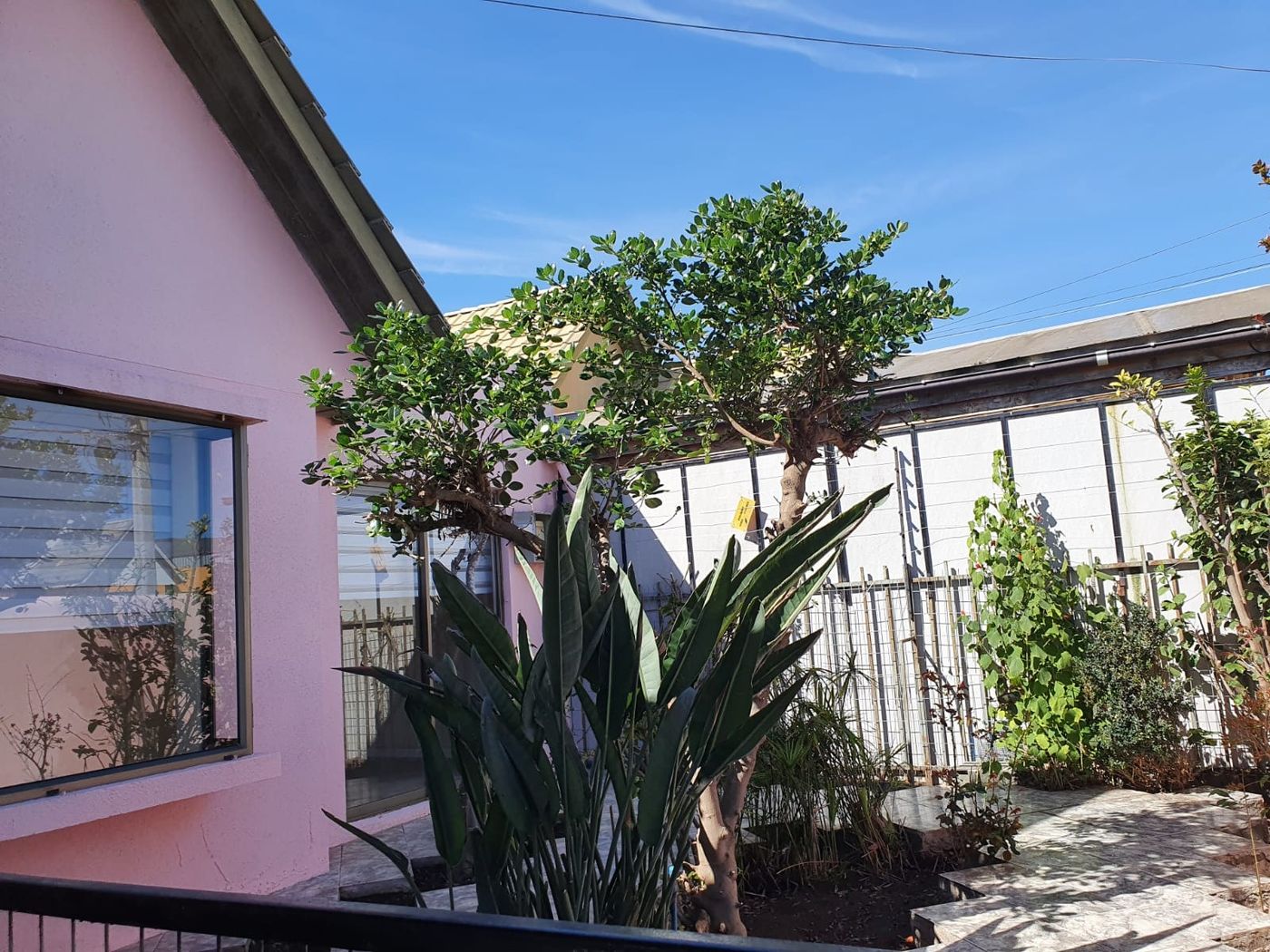 Antejardín con plantas de agave y vegetación decorativa frente a la fachada rosada de la casa.