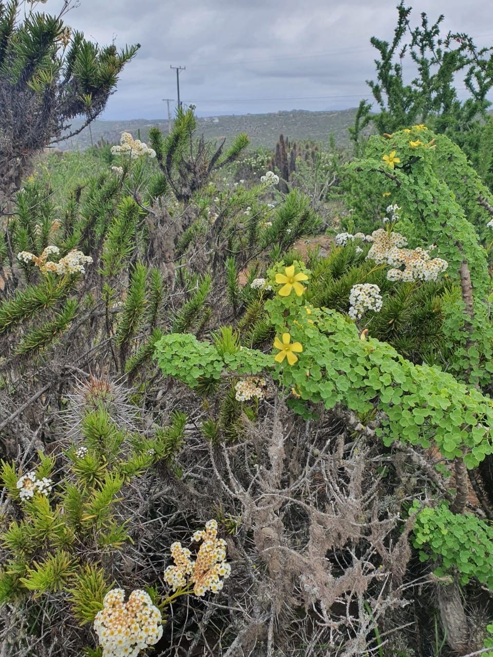 Arbustos y flora costera autóctona característica del terreno.