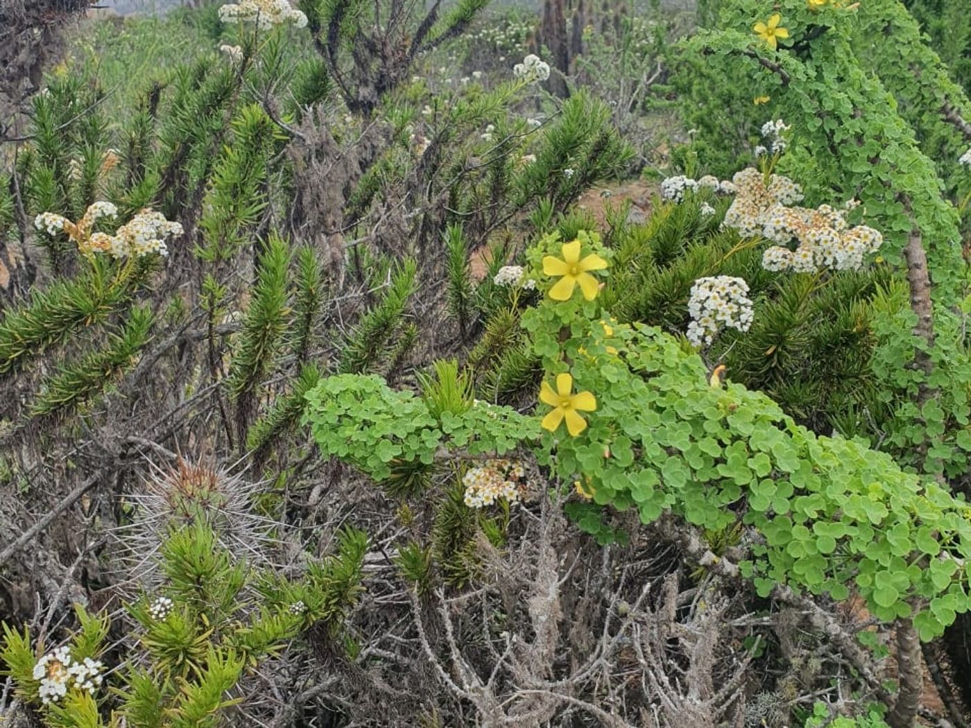 Arbustos y flora costera autóctona característica del terreno.