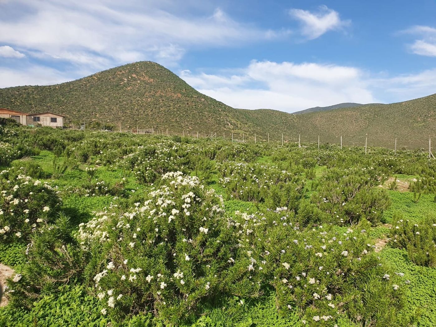 Panorámica de la parcela con vegetación nativa en flor, suaves lomajes y cerro bajo cielo azul.