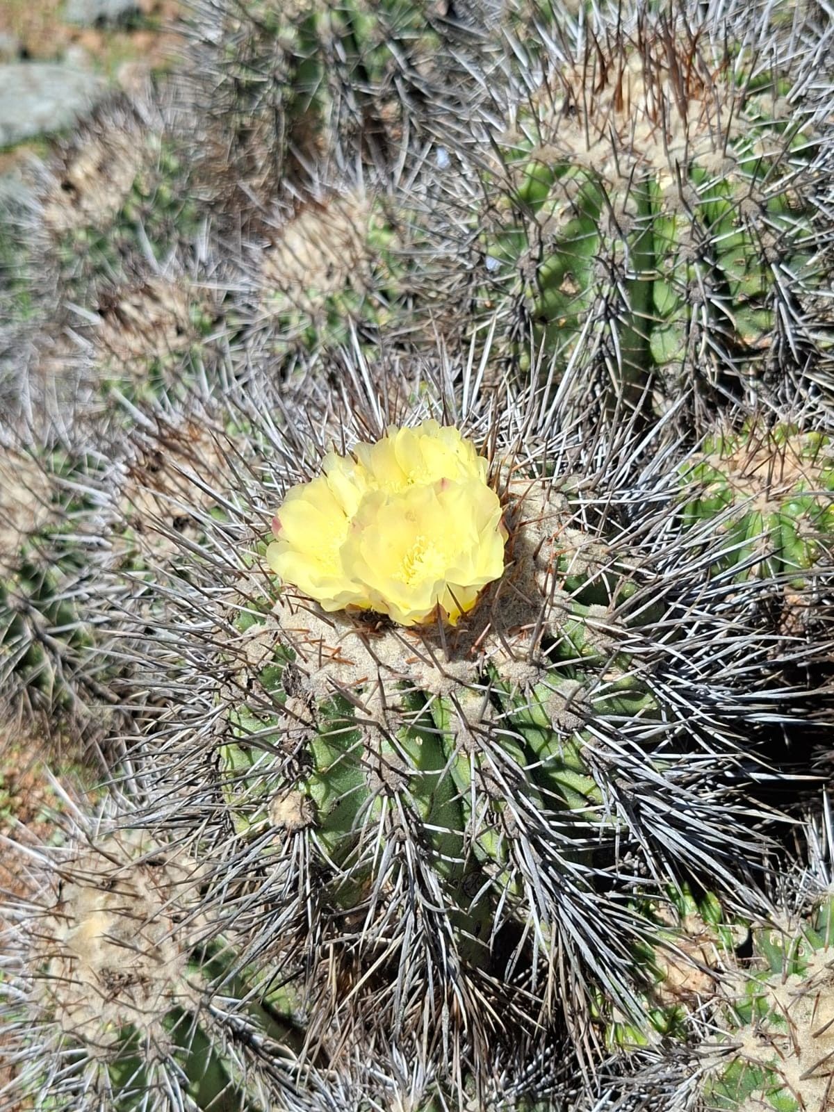 Detalle de flor amarilla de cactus nativo del sector El Panul bajo sol pleno.