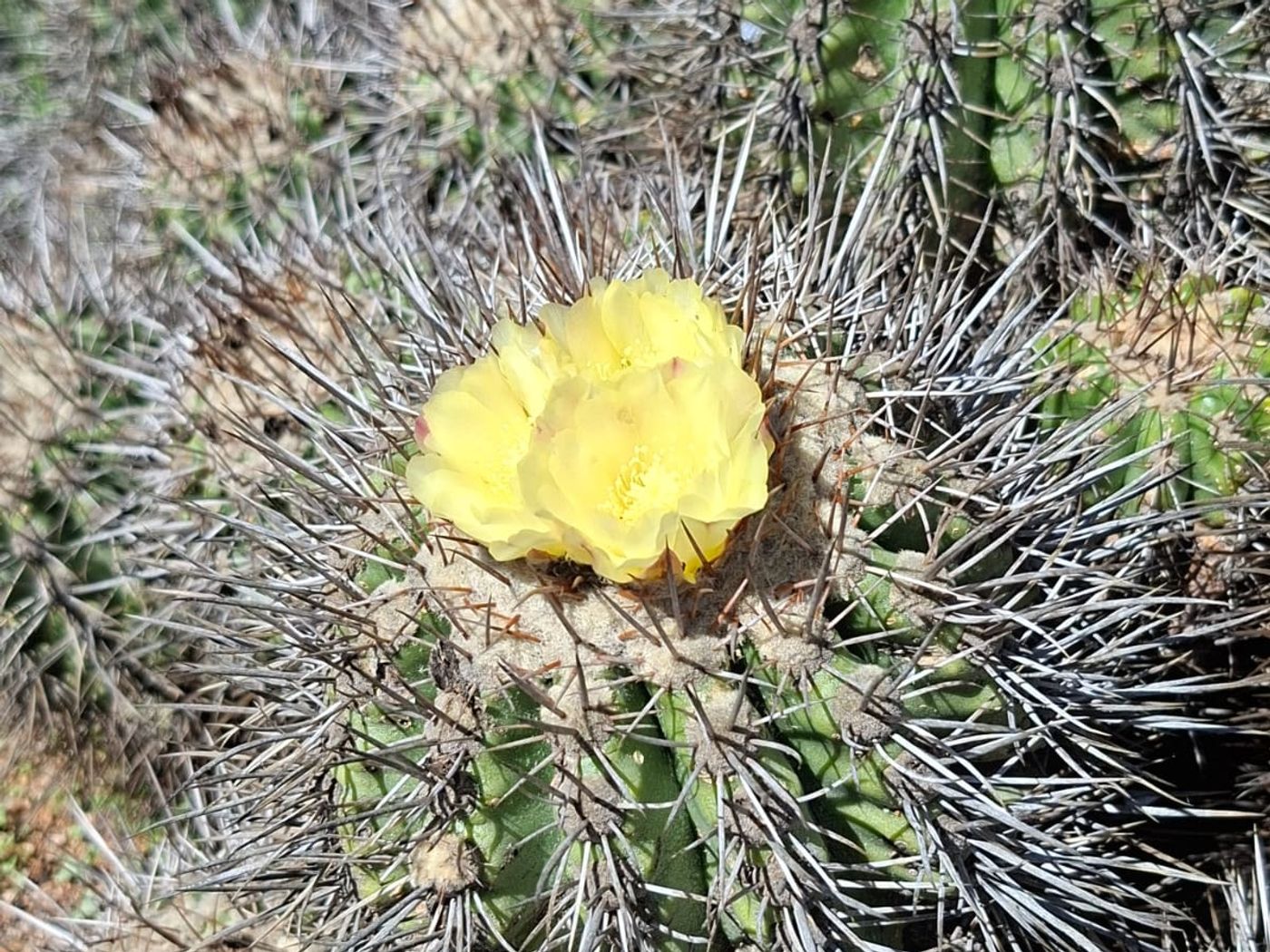 Detalle de flor amarilla de cactus nativo del sector El Panul bajo sol pleno.