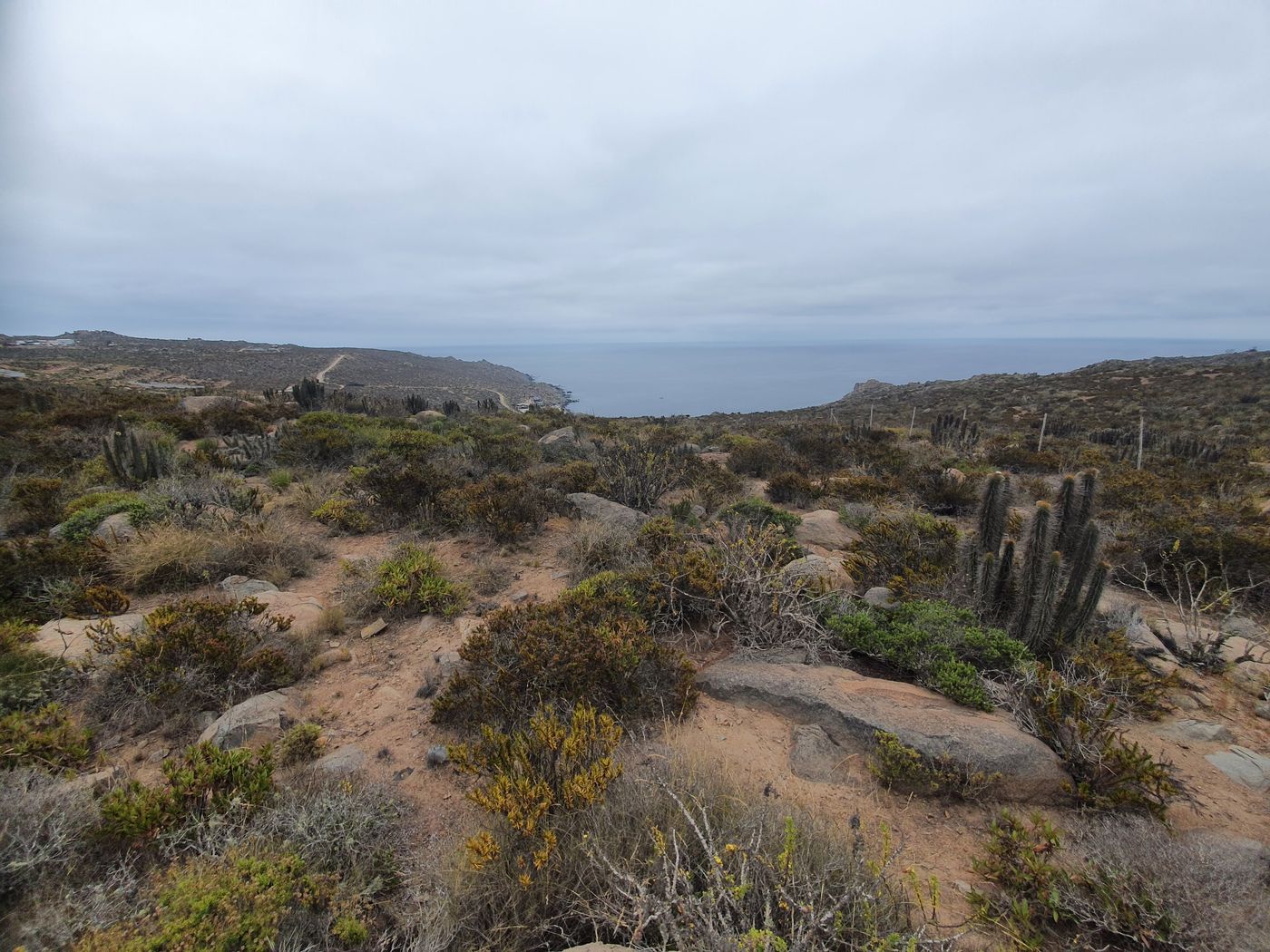 Suelo arenoso con rocas, cactus y bahía al fondo