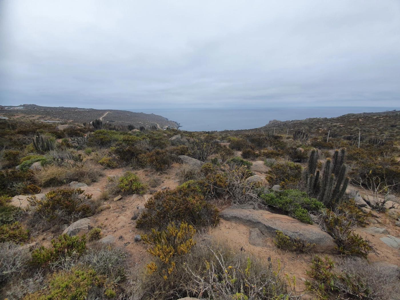 Suelo arenoso con rocas, cactus y bahía al fondo