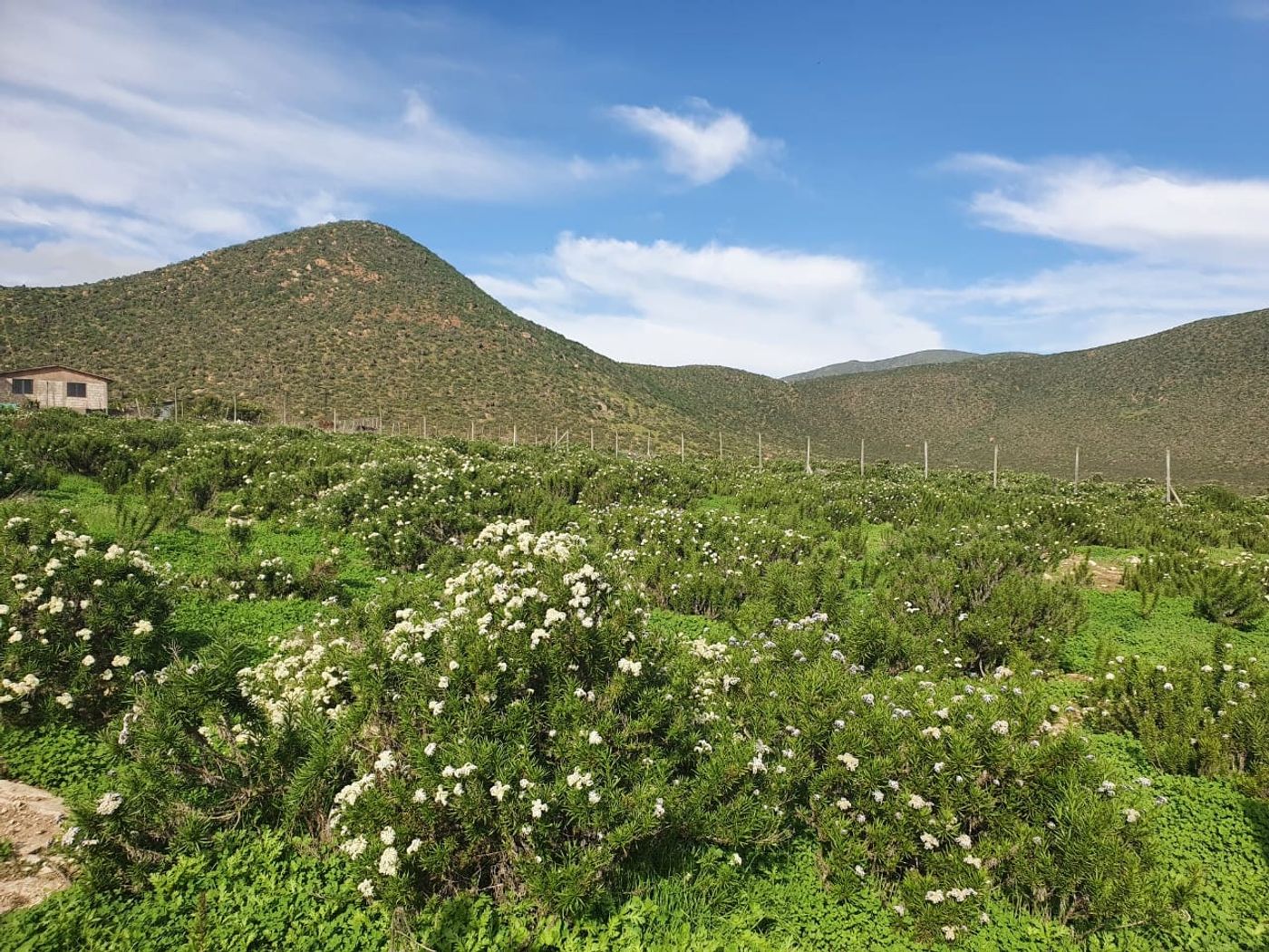Extensión del terreno con vegetación autóctona florida y suave lomaje natural.