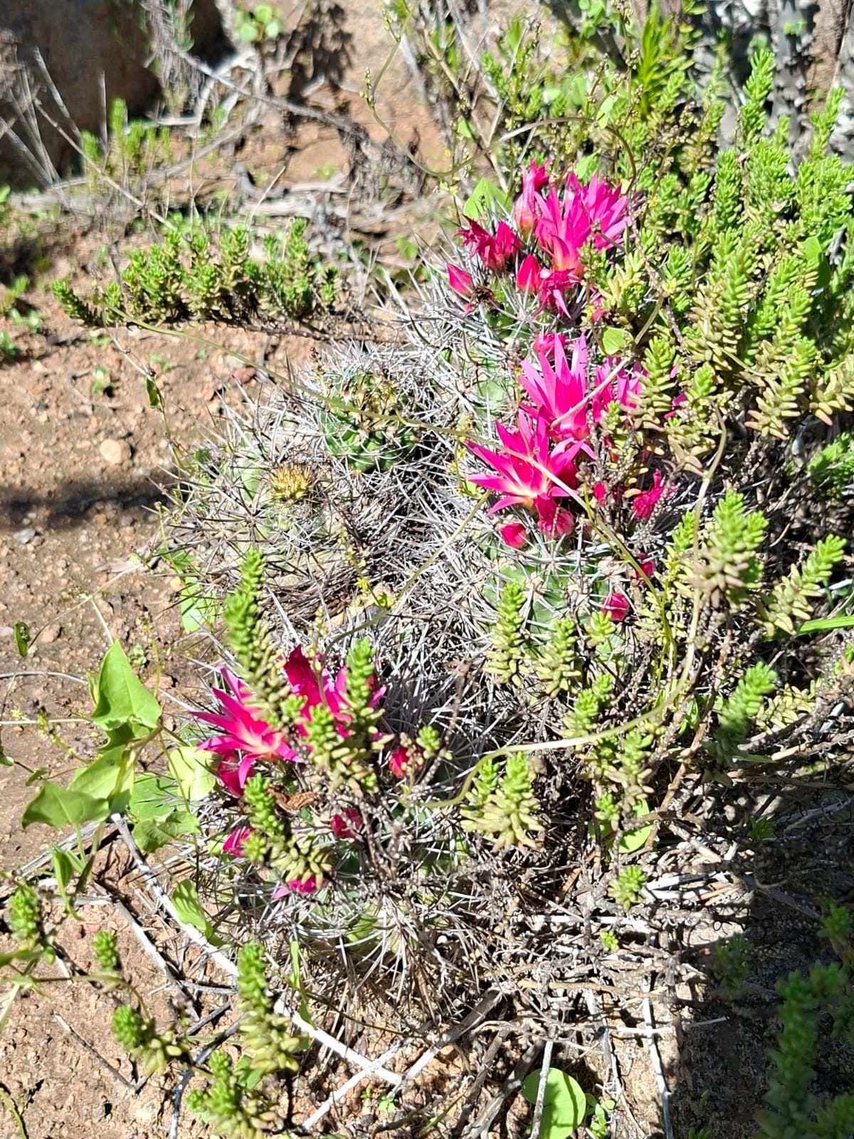 Quisco nativo con flores fucsia brillantes en plena floración bajo el sol.
