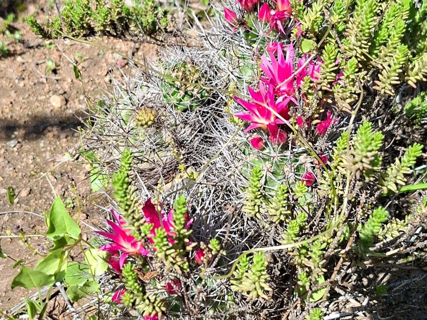 Quisco nativo con flores fucsia brillantes en plena floración bajo el sol.