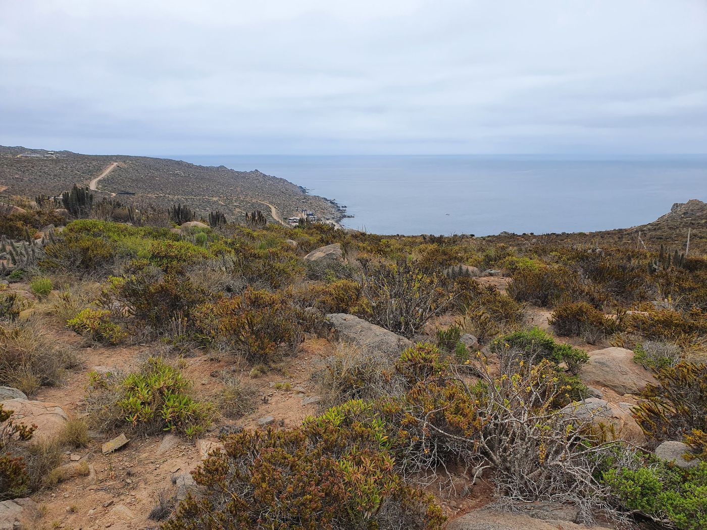 Suelo rocoso con matorral denso bajando hacia la bahía