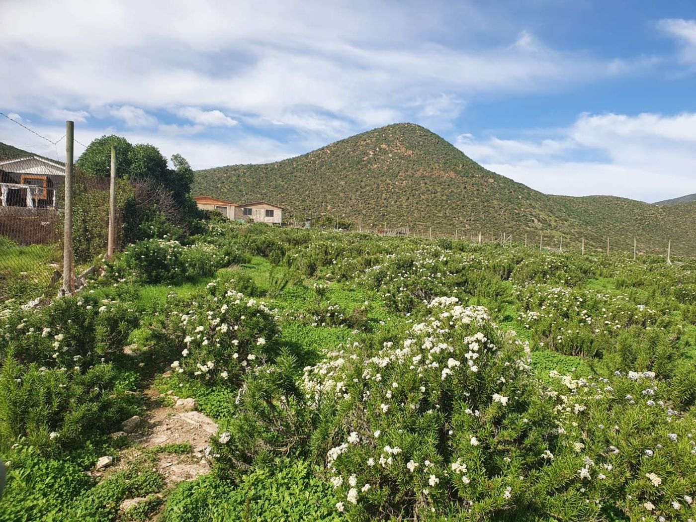 Vegetación costera autóctona en plena floración con lomaje y cielo azul despejado.