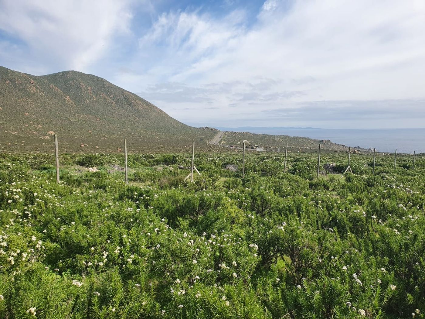Línea de cerco perimetral con estacas de madera, vegetación en flor y vista al horizonte marino.