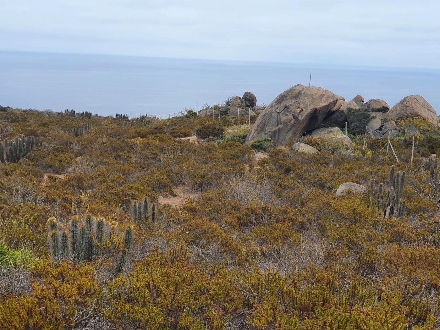 Grandes bolones de granito rodeados de cactus y arbustos