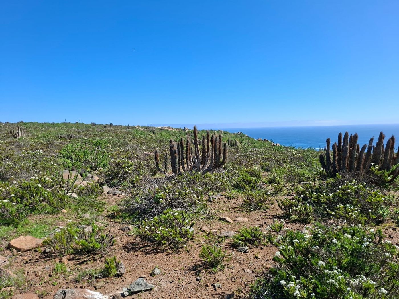 Vista panorámica abierta de la parcela con vegetación nativa florecida y el océano Pacífico bajo cielo radiante.