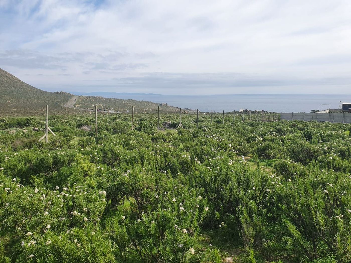Vista panorámica del terreno con vegetación y el océano Pacífico en el horizonte.