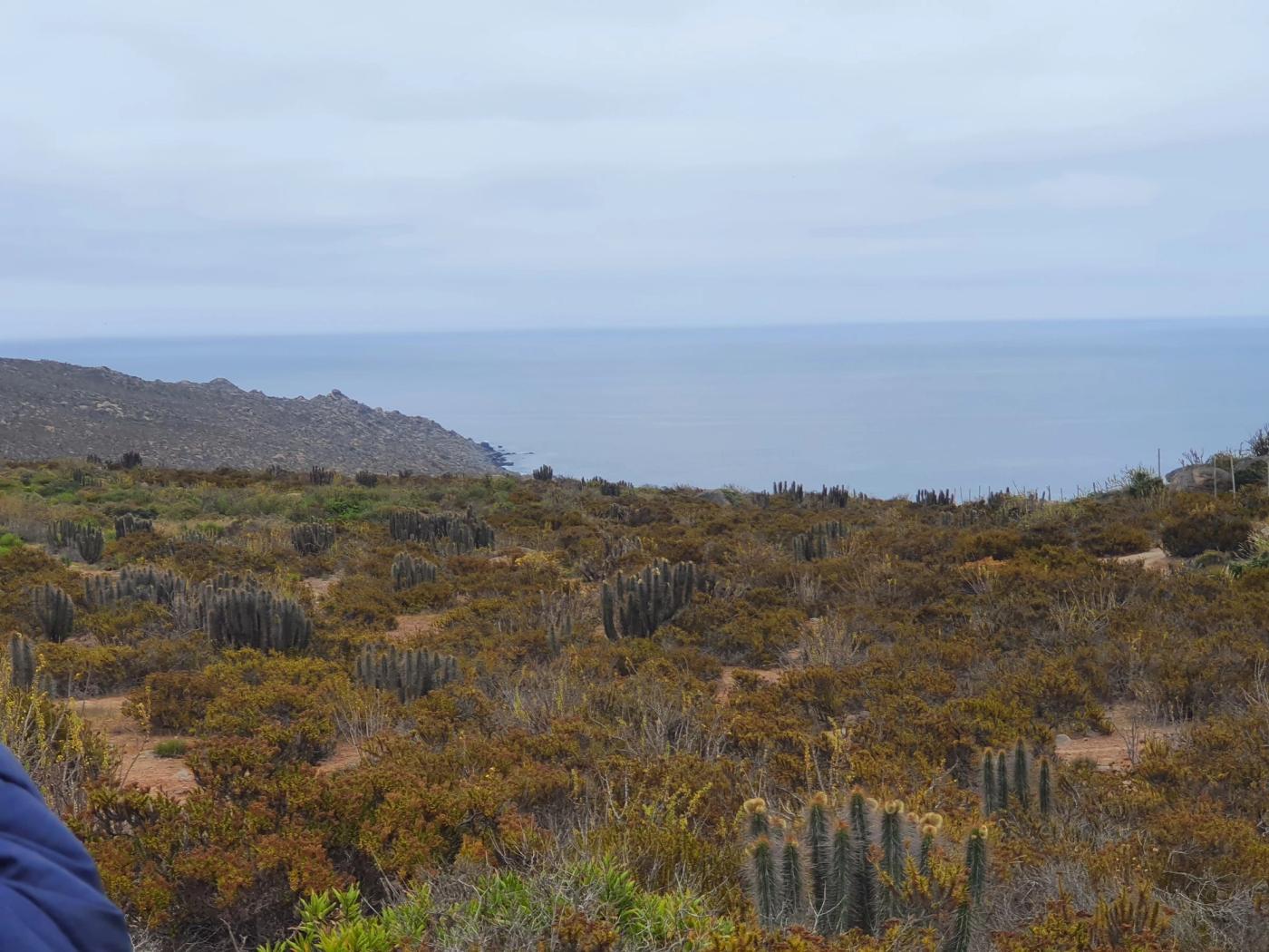 Campo de cactus con punta rocosa y océano al fondo