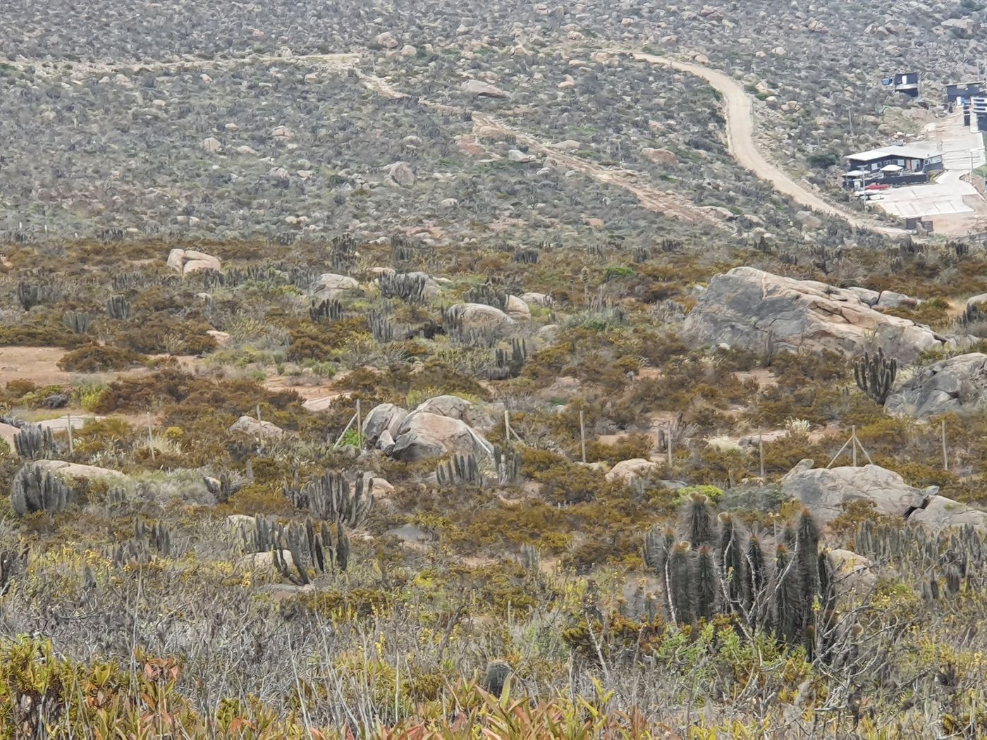 Ladera con cactus y roca, camino de tierra en la parte alta