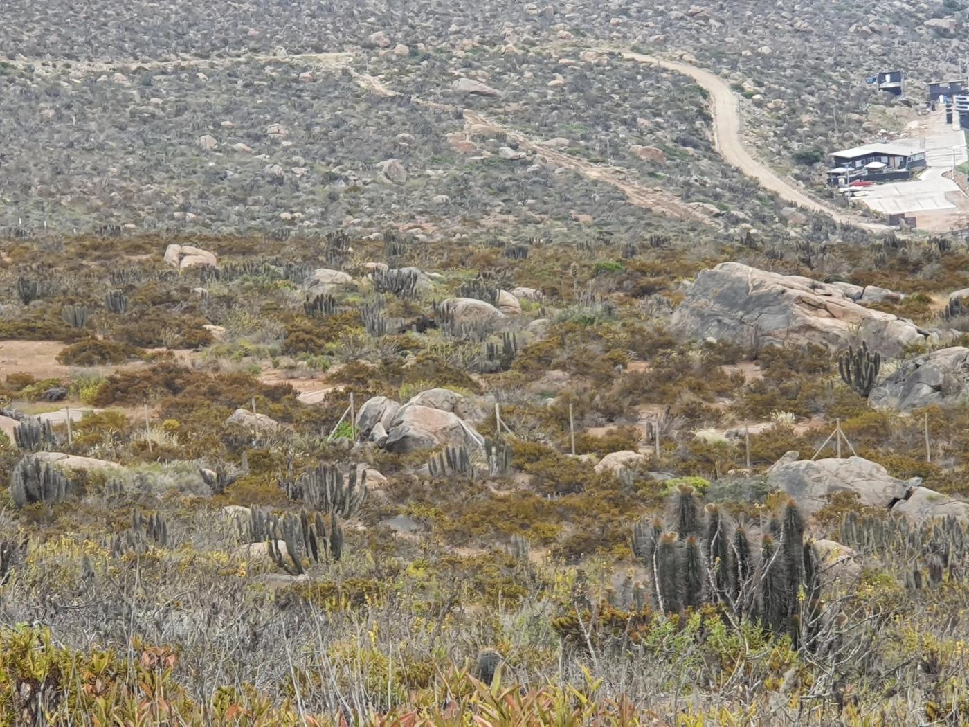 Ladera con cactus y roca, camino de tierra en la parte alta