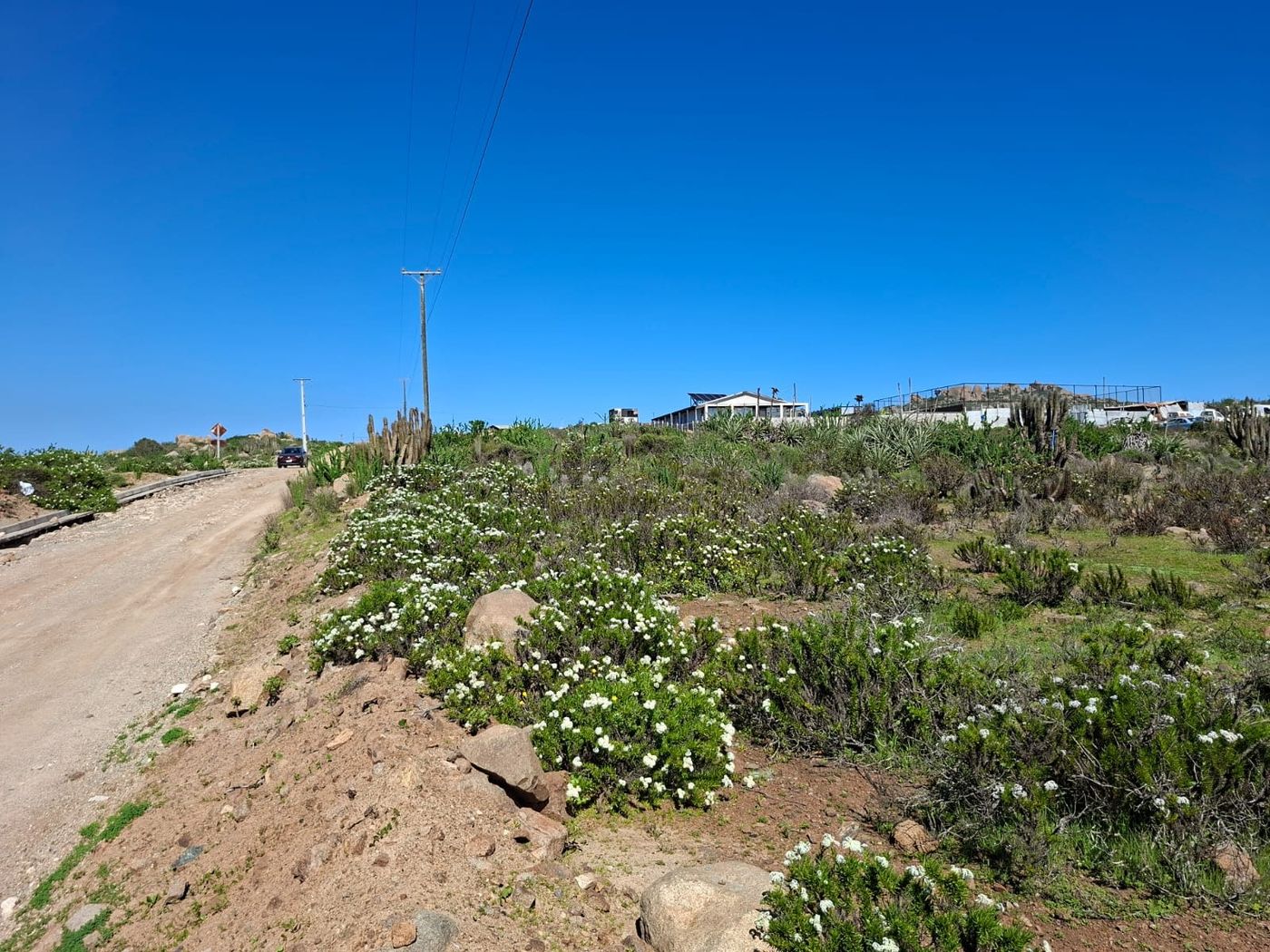 Sendero natural en la parcela rodeado de arbustos con flores blancas silvestres.