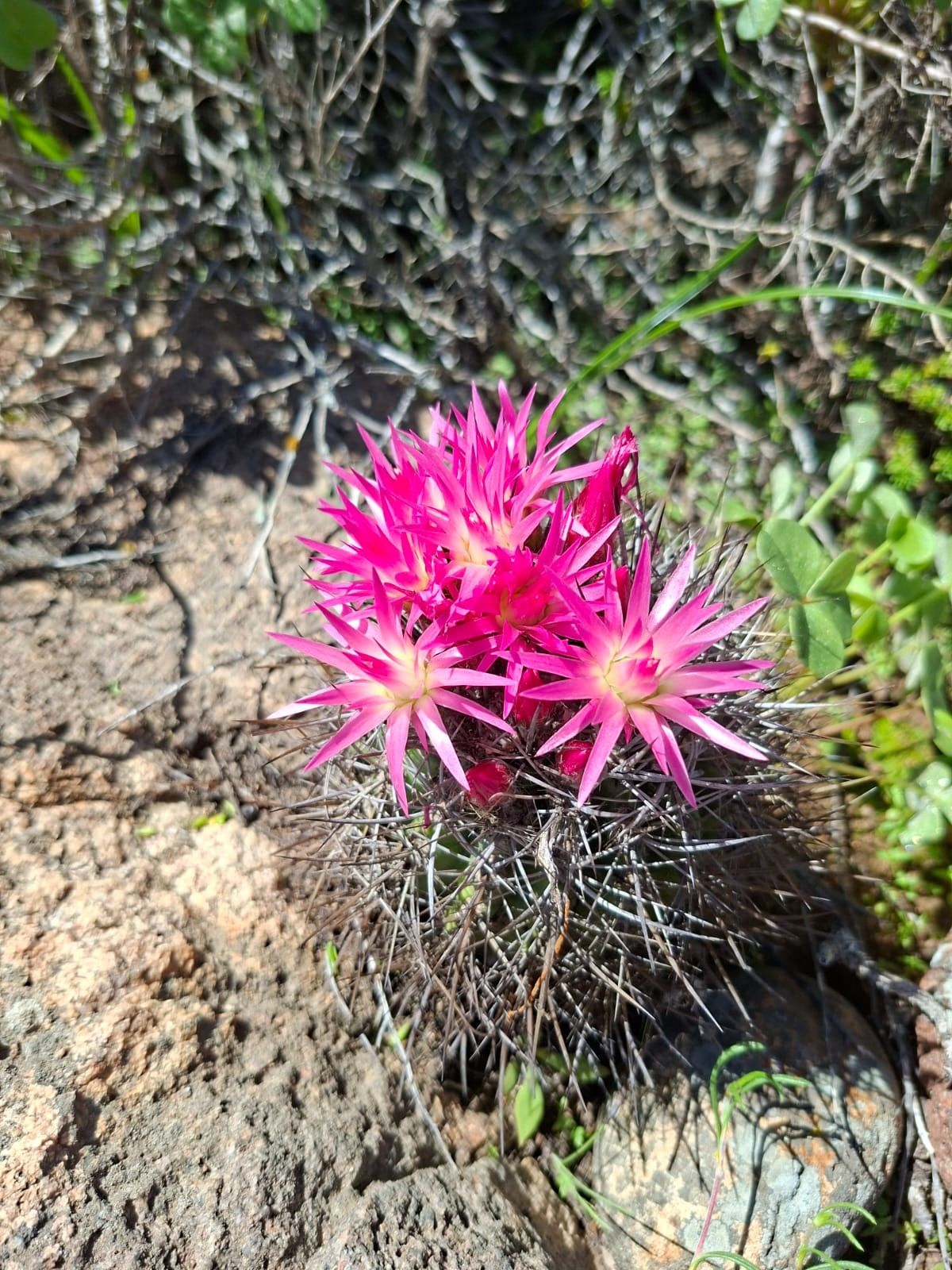 Cactus nativo globular con floración rosada en suelo natural.